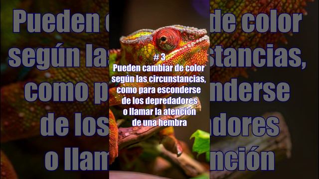 Top 7: Curiosidades sobre los camaleones #camaleón #curiosidades #camaleones #datoscuriosos #curios