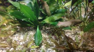 echinodorus sp. from uruguay