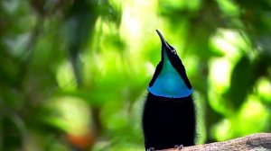 САМЫЕ  РЕДКИЕ   ЖИВОТНЫЕ В МИРЕ