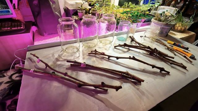 Виноград ультра ранний топ 6 сортов для самарской области смотреть онлайн