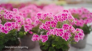 Angel Fay * - Angel Pelargonium