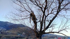 ОСЕННИЙ СВЕТ