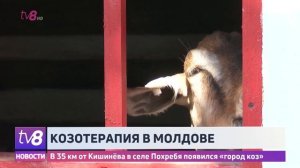 Козотерапия в Молдове. В 35 км от Кишинёва в селе Похребя появился «город коз»