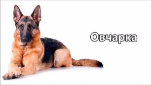 Новогодние ребусы. "Отгадай породу собаки"