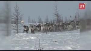 Дикого северного оленя на Кольском полуострове внесли в «Красную книгу России»