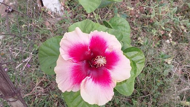 Hibiscus rosa-sinensis смотреть онлайн
