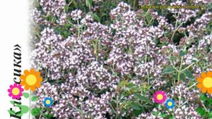 Душица Медовый аромат (Душица). Краткий обзор, описание характеристик, где купить, семена, саженцы