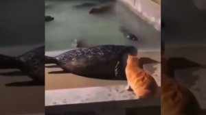 кот ударил тюленя