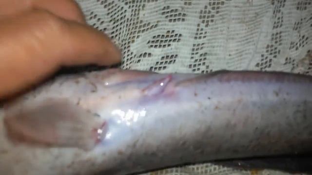 Как отличить самца от самки клариевого сома! How To Distinguish Males From Females Cleavage Soma