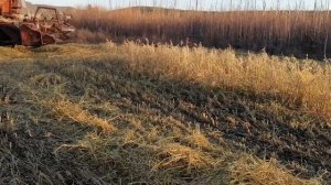 Сбор урожая (овёс) №2