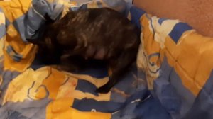 Роды французской бульдожки Нюши