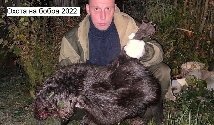 Охота на бобра 2022 смотреть онлайн