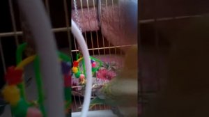 КАК УГОВОРИТЬ РОДИТЕЛЕЙ КУПИТЬ ПОПУГАЯ?