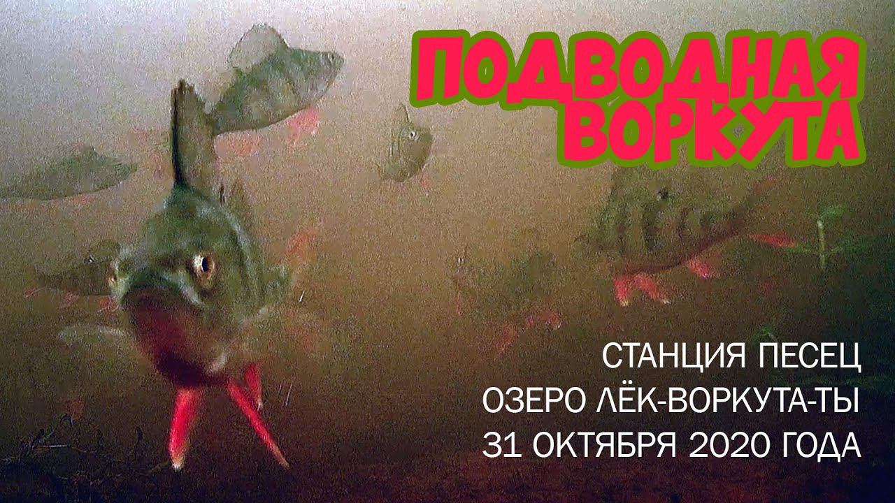 Рыбалка на озере Лёк-Воркута-Ты (Молоканка), ст. Песец, 31 октября 2020 года. Подводная съёмка