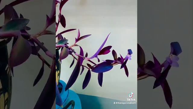 TRADESCANTIA PALLIDA 'PURPLE HEART' (PURPLE WANDERING JEW)หัวใจสีม่วง(Purple Heart)2/11/2021