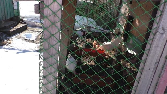 домашние дела, вопрос к подписчикам смотреть онлайн