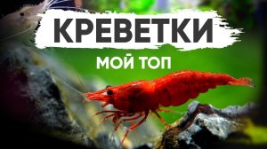 Мой ТОП аквариумных креветок