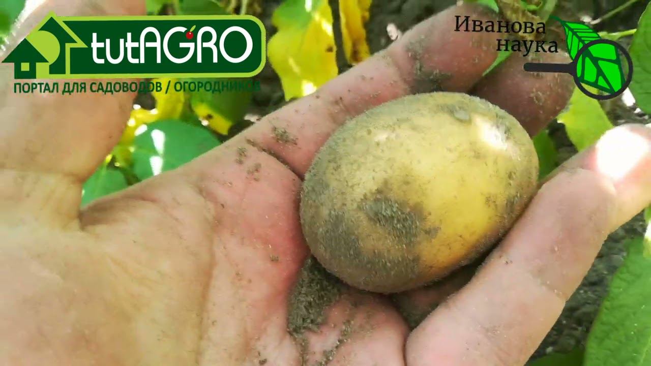 Мелкая картошка? Увеличиваем урожай бульбы! Простой и надёжный способ увеличить размер клубней.