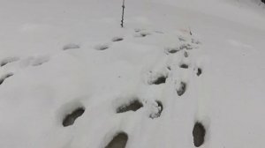 На лесную речку с разведкой в поисках ХАРИУСА