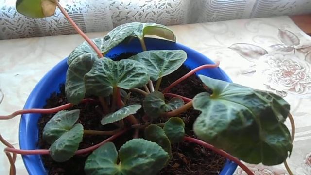 Цикламен. Кот съел колбасу смотреть онлайн