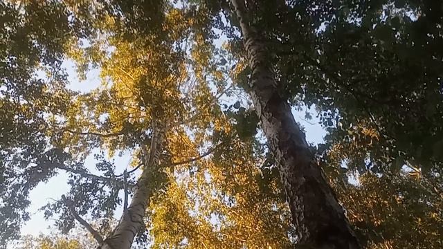 Прогулки на природе,совещании ворон.
#прогулки_на_природе#совещании_ворон#разговоры_ворон