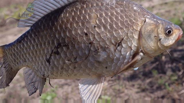 2.5 килограммовые краси начинают клевать как только зацветет это дерево в мае июне! Народные примет смотреть онлайн