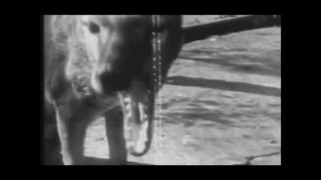 Редкие кадры последних известных сумчатых волков в зоопарке Хобарта 1933 год Кинохроника смотреть онлайн