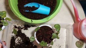 Разбудить и обновить европейский цикламен (альпийскую фиалку). Методика и результат