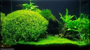 Micranthemum Micranthemoides - Freshwater Bunch Live Aquarium Plants Pearl Weed