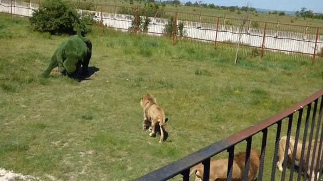 Парк Тайган Крым - У львов семейные разборки 2018 смотреть онлайн