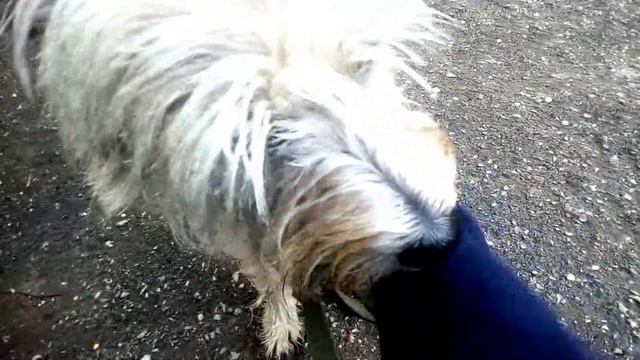 Собака встречает хозяйку после пары минут разлуки | бывшая приютская собака | безмерная преданность
