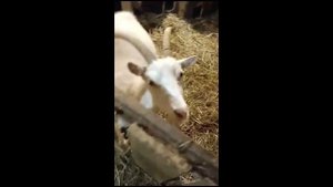 Константиновский сыр пока весь выпивают