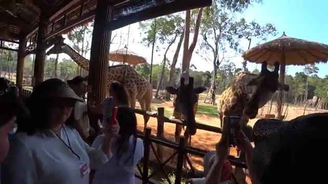 Вьетнам. Фукуок. Что посмотреть, Сафари парк Винперл (Vinpearl). смотреть онлайн