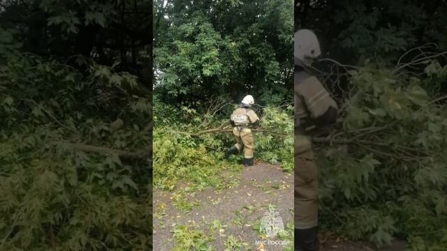 Опиловка деревьев на Селикатном проезде