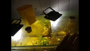 Рыбка которая чистит аквариум.