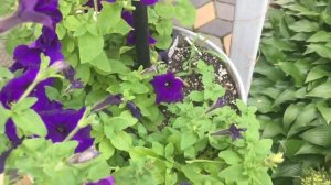 Петуния , Сурфиния , Флиритуния ... Летние подкормки и обработки !