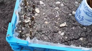 209. Верба укоренение и размножение черенками.