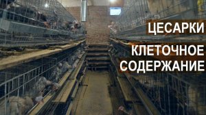 Клеточное содержание цесарки. Селекционная работа со стадом. КФХ Кирилла Жданова.