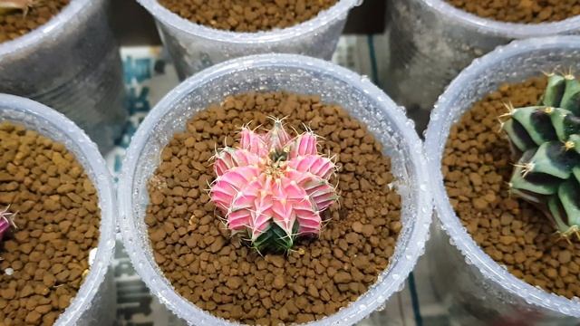 Gymnocalycium Cactus Collection смотреть онлайн