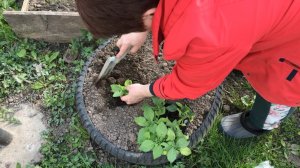 Высаживаю рассаду цветов в открытый грунт, чтобы она хорошо прижилась в саду