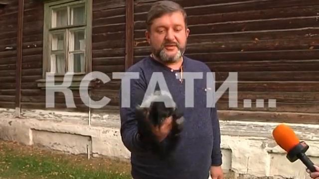 Ручная ворона появилась в Московском районе смотреть онлайн