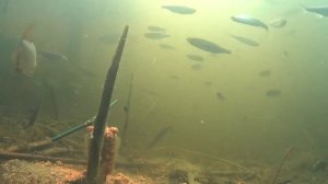 Кормушка "Пуля"| Подводная съемка| Донная ловля| Feeder "Bullet"| Underwater shooting|Bottom fishin