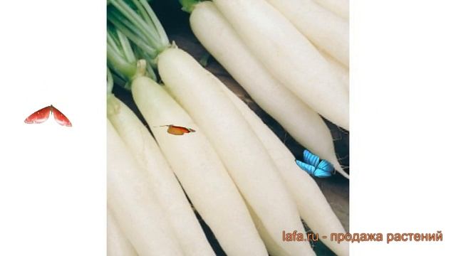 Редис обыкновенный Белый клык (klyk) ? редис Белый клык обзор: как сажать семена редиса Белый клык смотреть онлайн