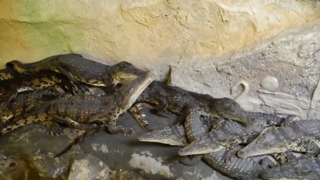 Ялтинский Крокодиляриум: маленькие крокодильчики смотреть онлайн