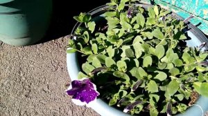 Какие объёмы нужны для вигетативной петунии.