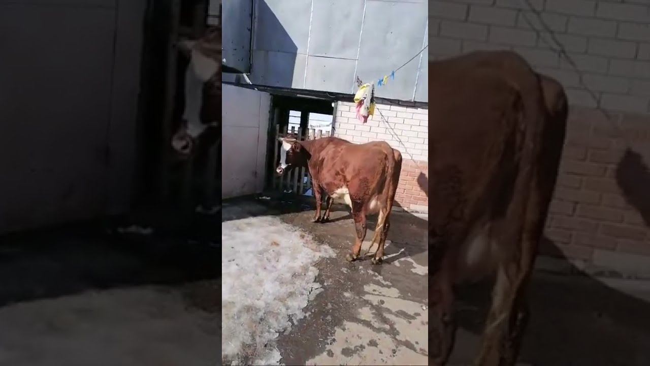Неделя, как  наша корова Зорька отелилась, сегодня выпустил на выгул.