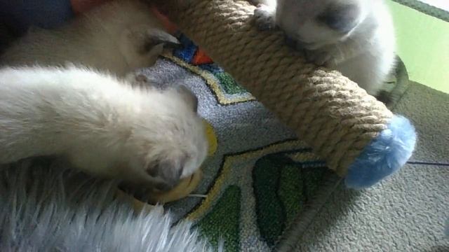 Сиамские шотландские вислоухие котята