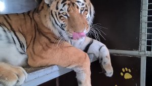 Массаж  пяток тигру/massage for tiger
