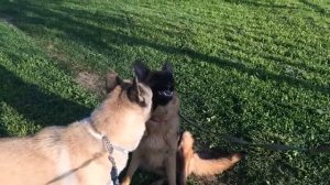 Американская акита и немецкая овчарка (American Akita)