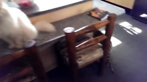 Домашний маленький тигр